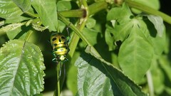 Chrysocoris purpureus