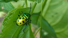 Chrysocoris purpureus