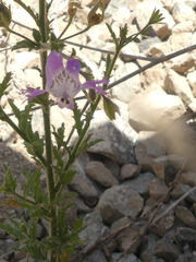 Schizanthus lacteus