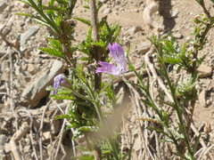 Schizanthus lacteus