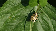 Chrysocoris purpureus