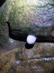 Nerita plicata