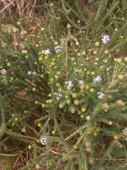 Aspalathus globulosa