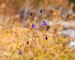 Conanthera campanulata