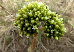 Crassula ciliata