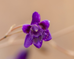Conanthera campanulata