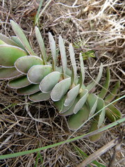 Crassula ciliata