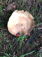 Lepista personata