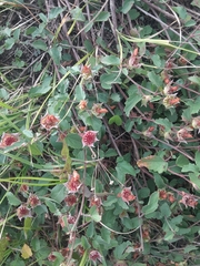 Malvastrum aurantiacum