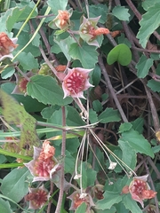 Malvastrum aurantiacum