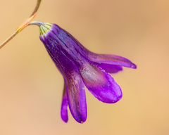 Conanthera campanulata