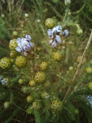 Aspalathus globulosa