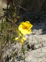 Balbisia peduncularis