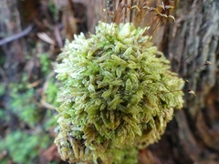 Bryopsida