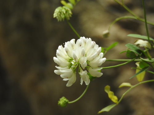 White crownvetch (Securigera globosa)
