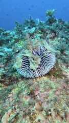 Sphaerechinus granularis