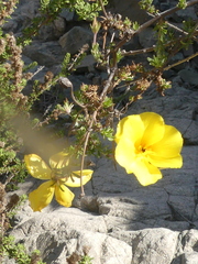 Balbisia peduncularis