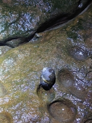 Nerita undata