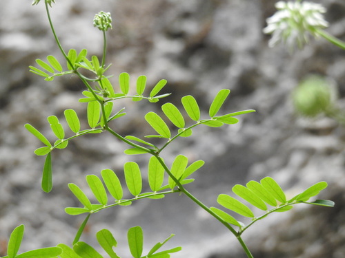 Image of Securigera globosa by (c) Yves Bas, some rights reserved (CC BY)