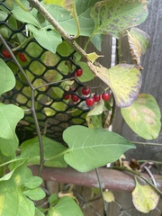 Solanum dulcamara