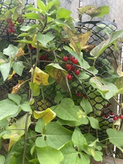 Solanum dulcamara