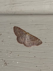 Leptostales pannaria