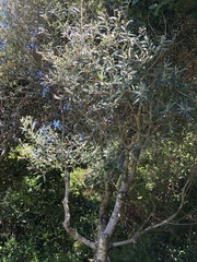 Tarchonanthus littoralis