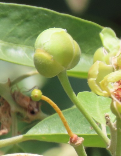 Woolly Caperbush