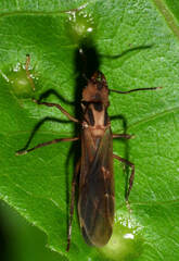 Acromyrmex