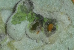 Dryomyia lichtensteinii