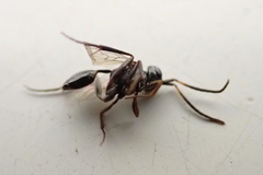 Zeuxevania splendidula