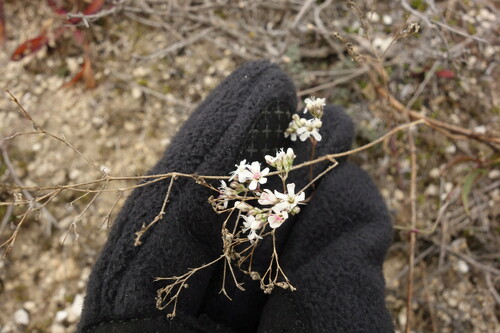 Gypsophila altissima (Gypsophila altissima)