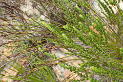 Cliffortia pulchella