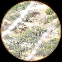 Odocoileus virginianus couesi