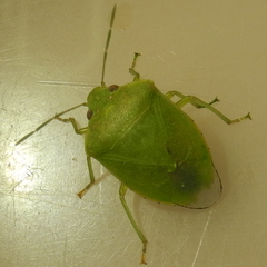 Acrosternum millierei