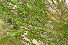 Cliffortia pulchella