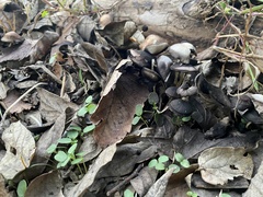 Psathyrella longipes