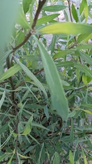 Tessaria integrifolia