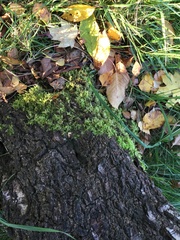 Brachythecium rutabulum