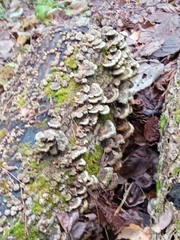 Cerrena unicolor