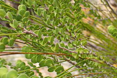 Cliffortia pulchella