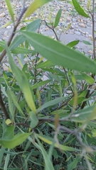 Tessaria integrifolia