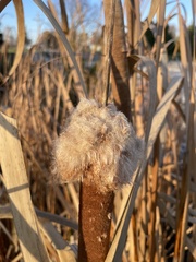Typha