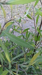 Tessaria integrifolia