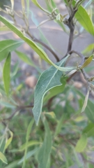 Tessaria integrifolia