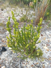 Passerina corymbosa