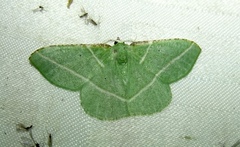 Dichorda rectaria