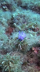 Flabellina affinis
