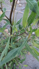 Tessaria integrifolia