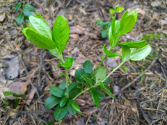 Vaccinium vitis-idaea
